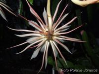 Epiphyllum oxypetalum Nattens Prinsessa